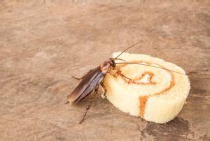 Can a Cockroach Get Inside My Body? - pestwhisperer.com