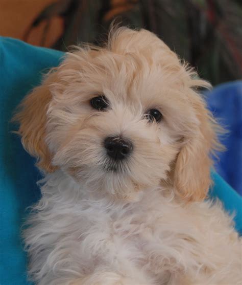 List 99+ Pictures Puppies And Rescues Photos Stunning