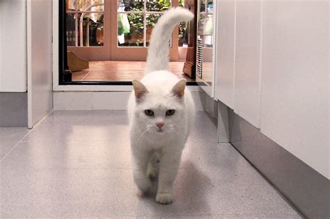 Породы белых кошек: список с фото и названиями | Сайт «Мурло»