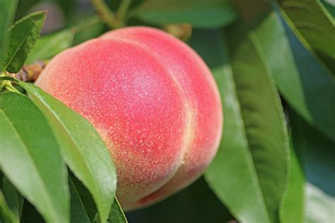 Peach, Reliance - TheTreeFarm.com