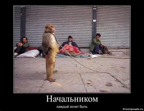 Смешные картинки и фото про начальников