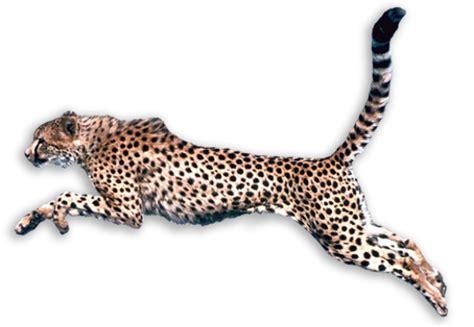 Cheetah Hunting Png | PNG Images Download | Cheetah Hunting Png ...