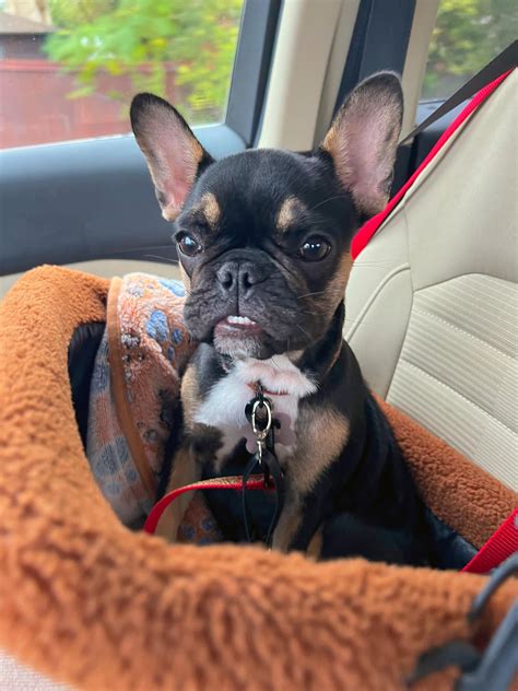 Cleaning Smoosh Face & Ears : r/Frenchbulldogs