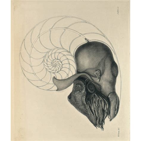Memoir on the Pearly Nautilus (Nautilus Pompilius, Linn) with ...