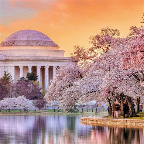 places   cherry blossoms      home