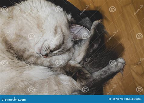 Sleeping Siberian Neva Masquerade Cat Stock Photo - Image of longhair ...