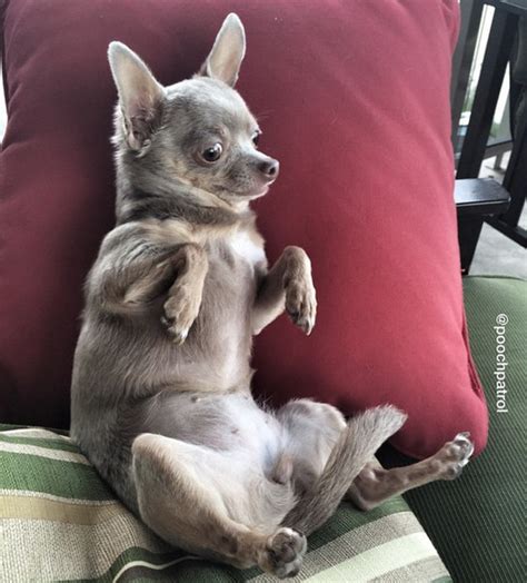 35 Extremely Photogenic Animals Make Models Look Bad!