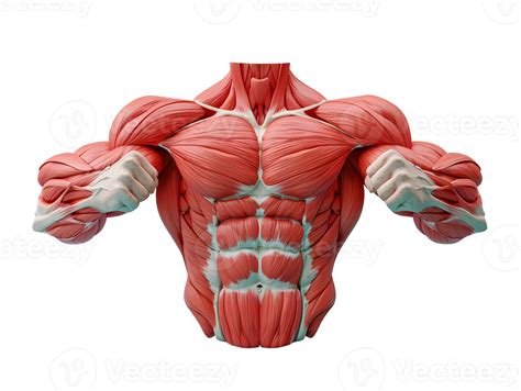 appearance  muscular male body muscles  illustration elements