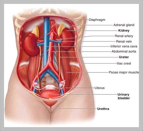 human prostate Archives - Graph Diagram