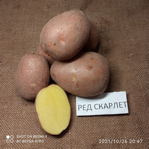 Купити НАСІННЕВА картопля семенной картофель Ривьера, Беллароза ...