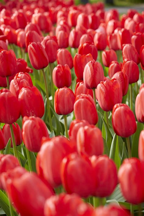 Tulip bulbs Red Impression - huge red tulips! - Tulip Store