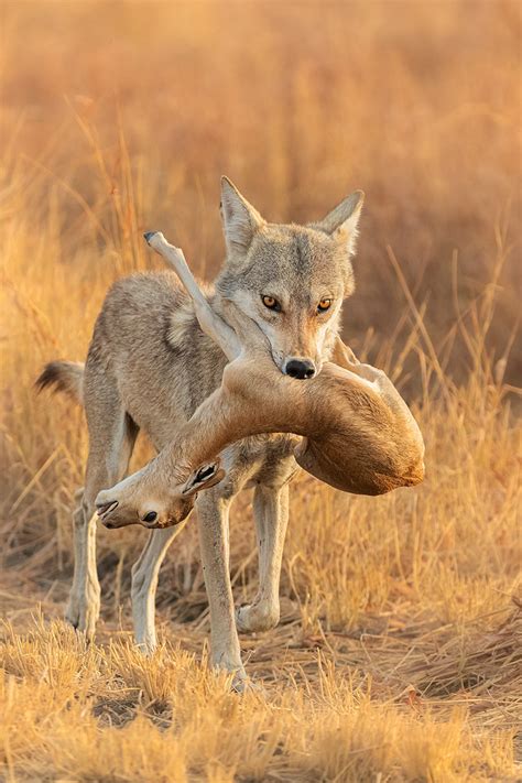 indian wolf kill francis  taylor photography