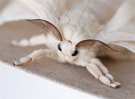 bombyx mori silkworm moth