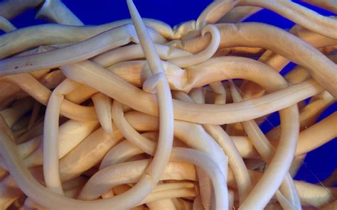 Tapeworm Parasites Humans