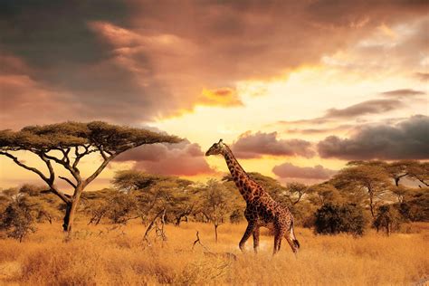serengeti national park height serengeti national park safari cost sgpb