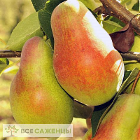 Цена на Груша колоновидная Сладкая красавица - купить саженцы