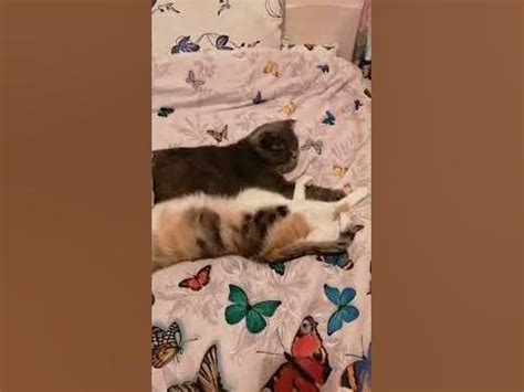 Поза "Валет" 😉 😻 (для Кошек, их жизнь - это мы, Люди! 🤗) - YouTube