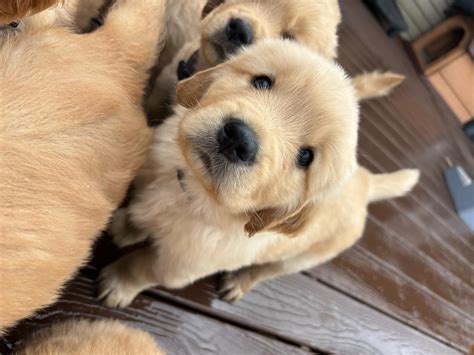 Golden Retriever Puppies For Sale In Washington