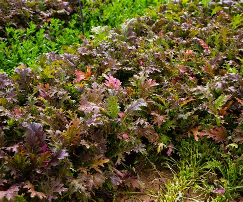 How to grow mizuna - expert tips for bumper harvests | Homes and Gardens