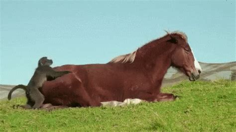 Animal Friendship GIF - Find & Share on GIPHY