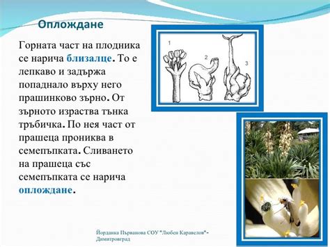 размножаване на растенията