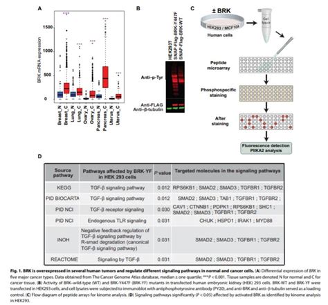 New insights into why tumor suppressor proteins go awry in cancer ...