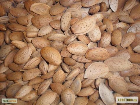 Продам горький миндаль, купить горький миндаль, Запорожская обл — Agro ...