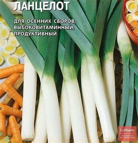 Лук-порей 'Ланцелот' — описание сорта, характеристики | на LePlants.ru