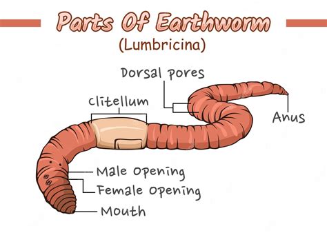 Earthworm Anatomy For Kids