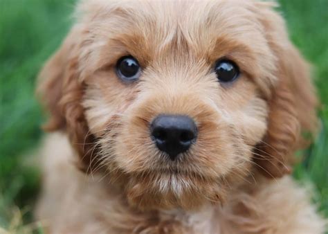 The Cavapoo Dog Breed Facts – What You Need To Know – Doodle Tips