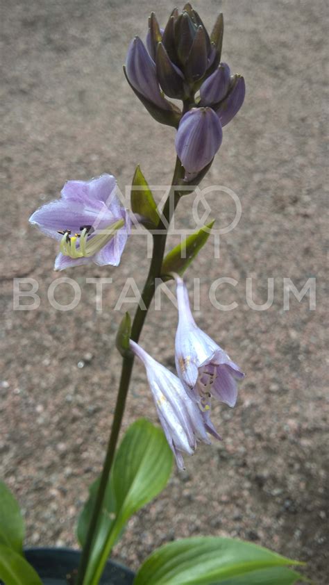 Хоста 'Devon Green'