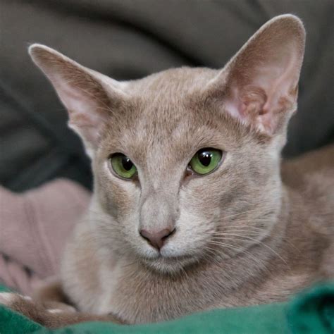 Oriental Cat Colours