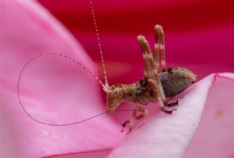 tiny insect pentaxforumscom