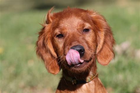 Irish Doodle | Learn About Irishdoodles & Mini Irish Doodles, the Irish ...