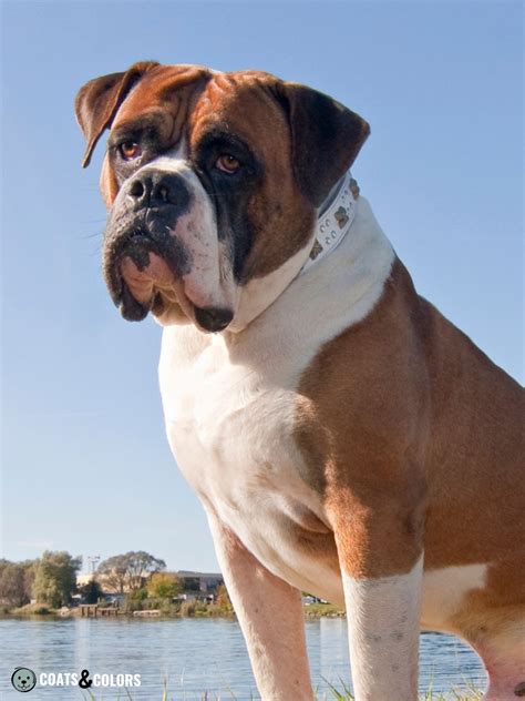 American Bulldog Coat Colors | Coats and Colors