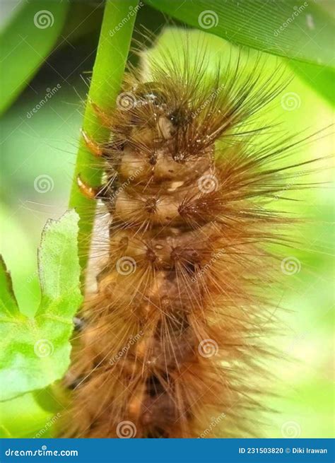 A Caterpillar Walking on Greenery, Beautiful but Painful Stock Photo
