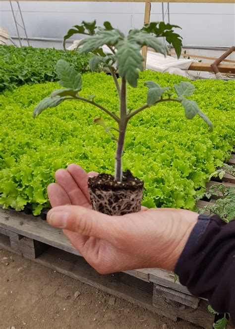 Подложка за домати ARMSTRONG (АРМСТРОНГ) - Syngenta - Агроконсулт Буйнов