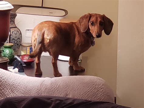You said I'm allowed on the furniture, this is furniture 🤔 : r/Dachshund
