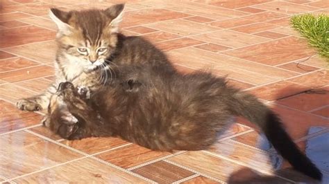 Happiness Alert : Playful Kittens Edition 😺 - YouTube