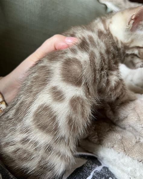 Aristocats Snow Bengal & Siamese Cattery