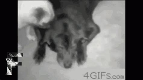 Small Dog Humps Big Dog GIFs | Tenor