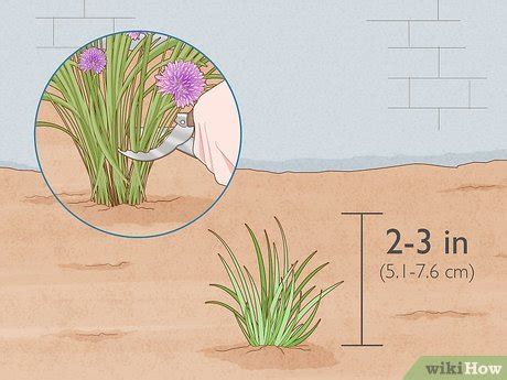 3 Ways to Grow Chives Indoors - wikiHow Life