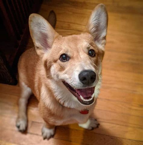 25 Of The Most Awesome And Popular Shiba Inu Mixes - My First Shiba Inu