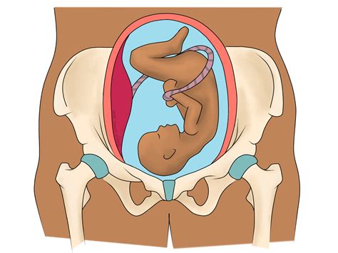 Female Pelvic Ligaments During Pregnancy