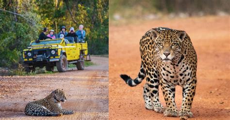 Safari No Brasil