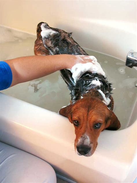How To Bathe A Dog That Doesn't Like Water at Julie Neel blog