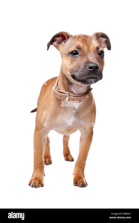 Staffordshire Bull Terrier puppy Stock Photo - Alamy