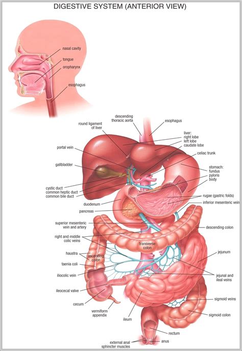 Anatomy Pictures–Image – Anatomy System – Human Body Anatomy diagram ...