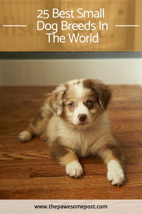 Types of small dogs – Artofit
