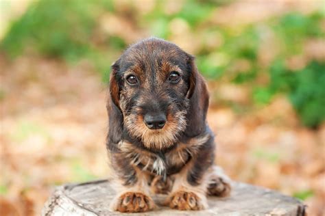10 Reputable Wire Haired Dachshund Breeders In The U.S.